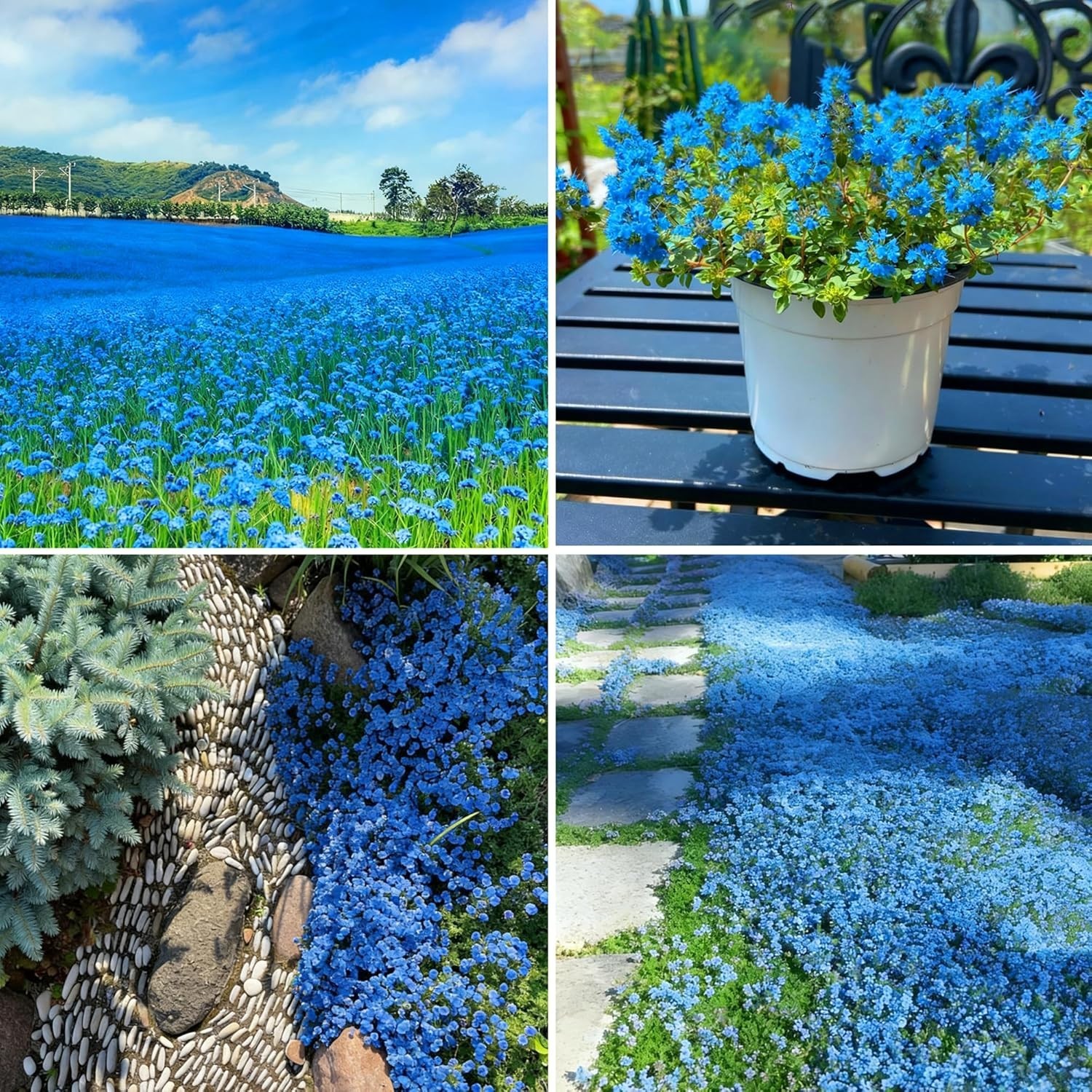 20000+ Perennial Creeping Thyme Seeds Wild Creeping Thyme Seeds for Planting