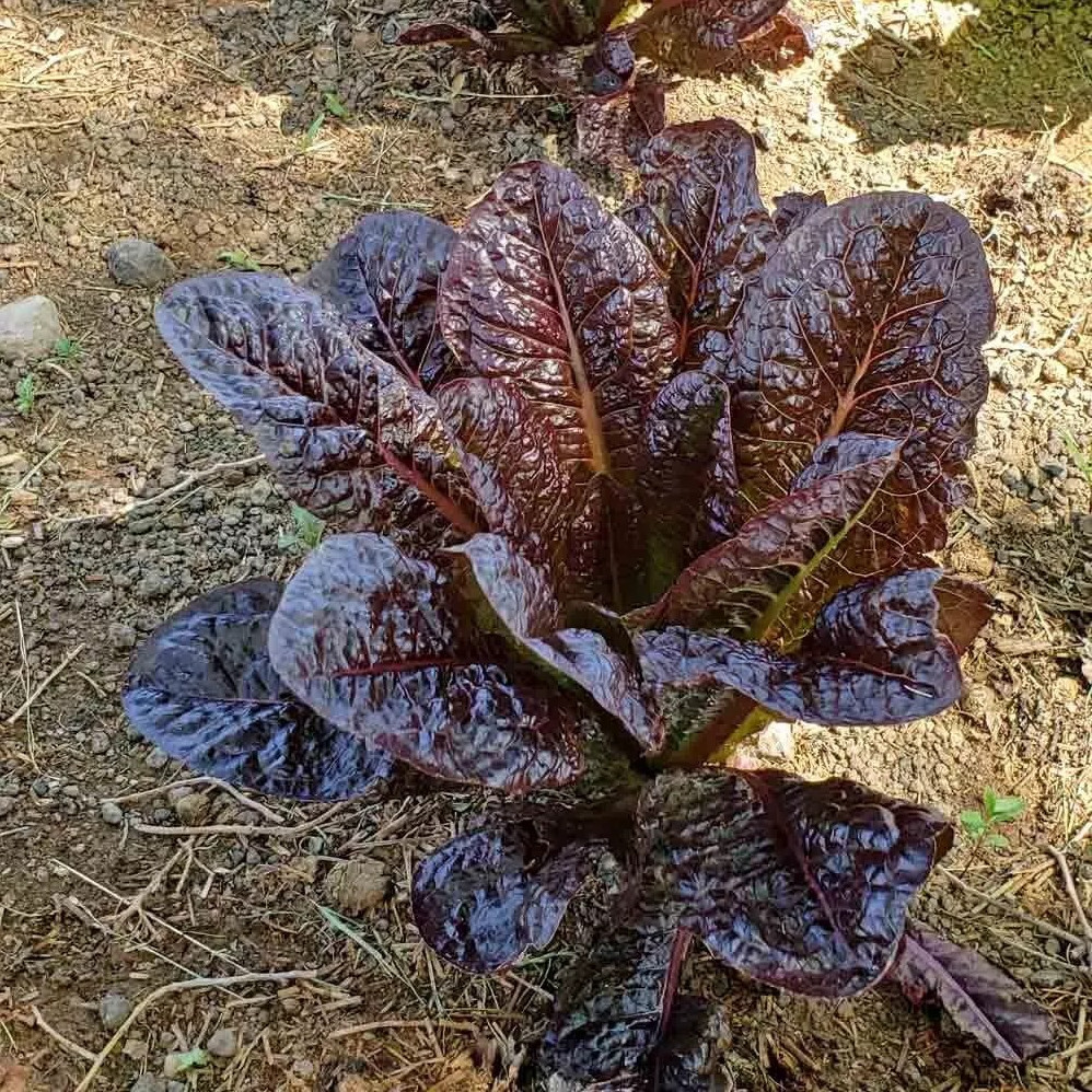 1000+ RED ROMAINE LETTUCE SEEDS – HEIRLOOM – ORGANIC – NON GMO ———- FRESH