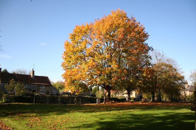 Field Maple Tree | Premium Seeds | Acer campestre ‘Fall’ | Plants’®