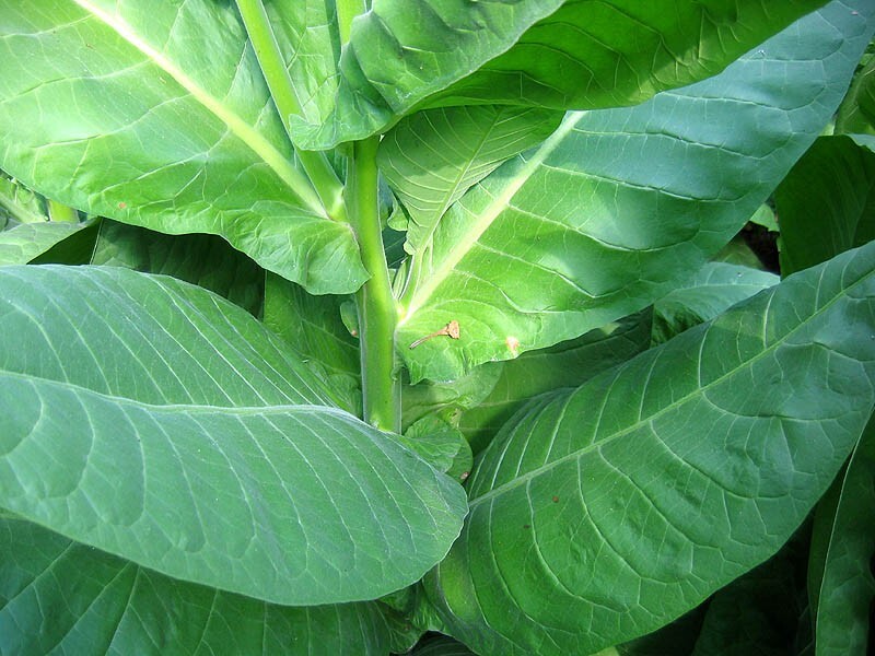 1000 NB 11 Tobacco Seeds ~ Burley Type Heirloom Non-GMO Nicotiana Tabacum