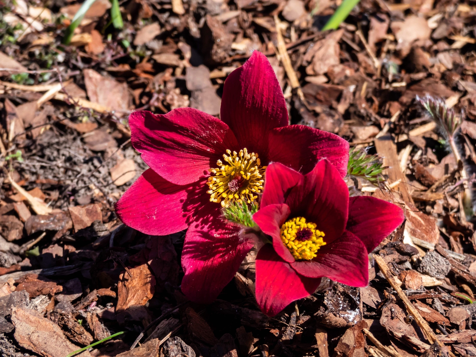 10 RED ANEMONE Pulsatilla Vulgaris PASQUE FLOWER Seeds *Flat S/H