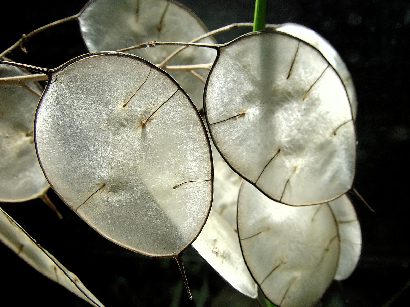 Money Plant Seeds for Planting – 50 Seeds – Lunaria Biennis – Honesty Plant, Gro