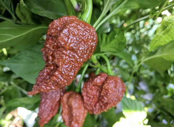 20 Hot Mix Pepper Carolina Reaper Ghost Gochu 7 Pot Scotch Bonnet +More Seeds