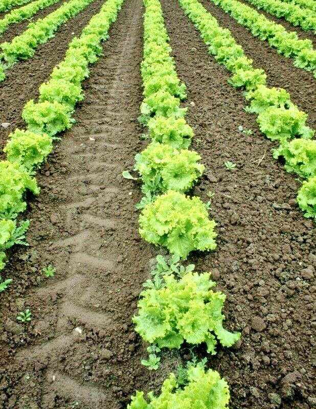 600+GREEN ICE Lettuce Seeds Organic Vegetable Spring Fall Garden Container Easy