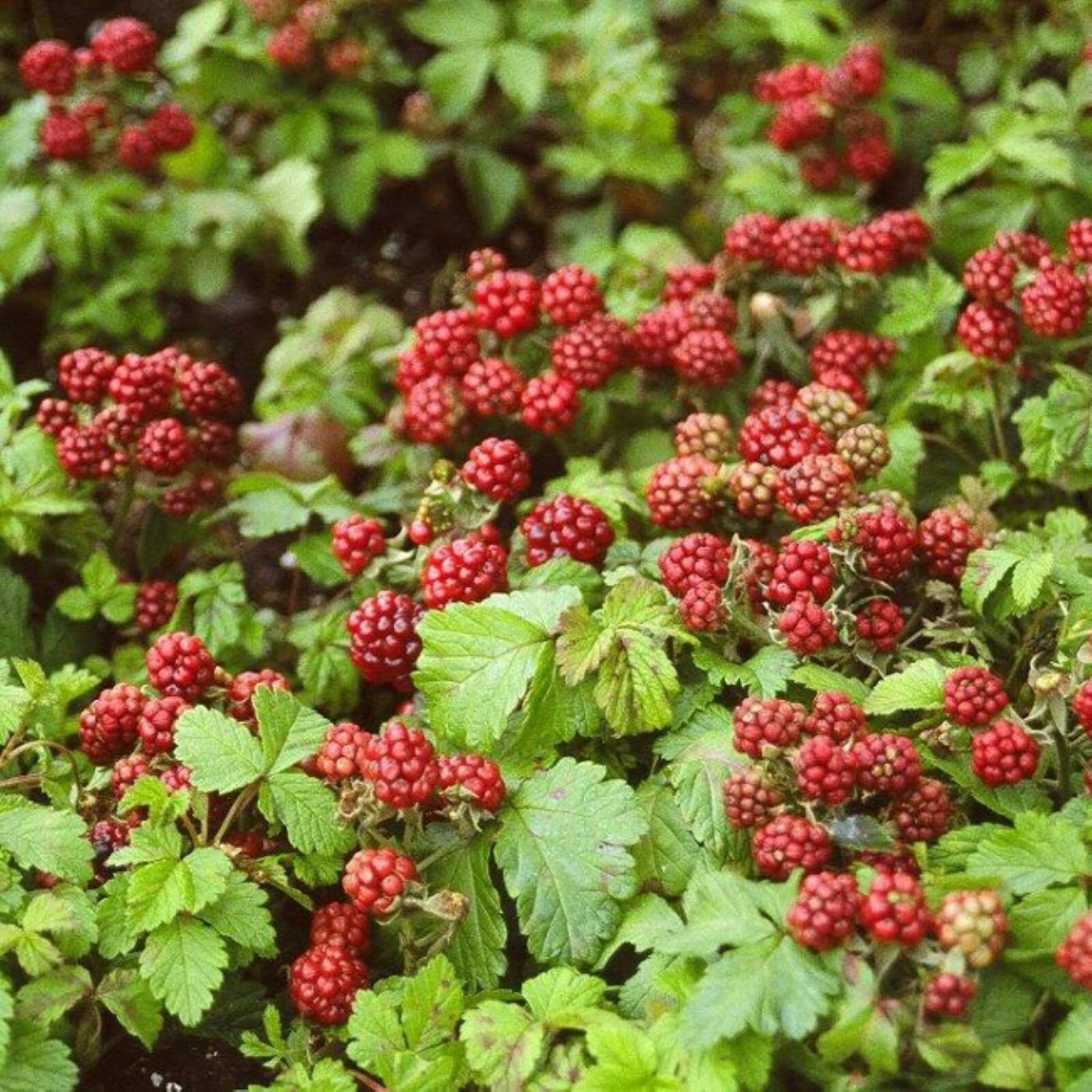 Arctic Raspberries ‘Beta’ and ‘Sophia’ (Rubus arcticus x stellarcticus) 2 pots