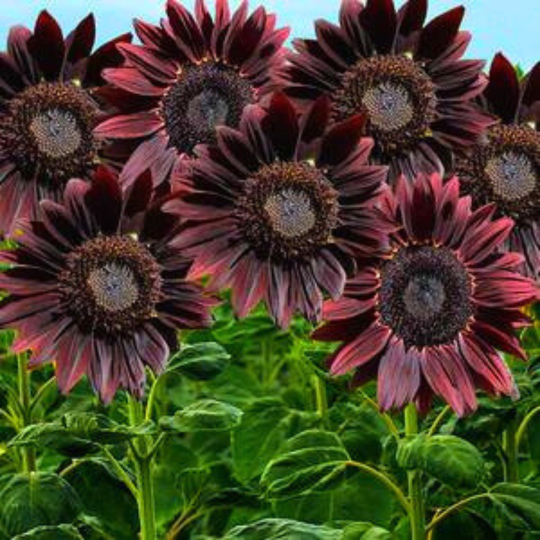 Fresh Premium Chocolate Cherry Sunflower Seeds | Heirloom Non-GMO | Flower Seed