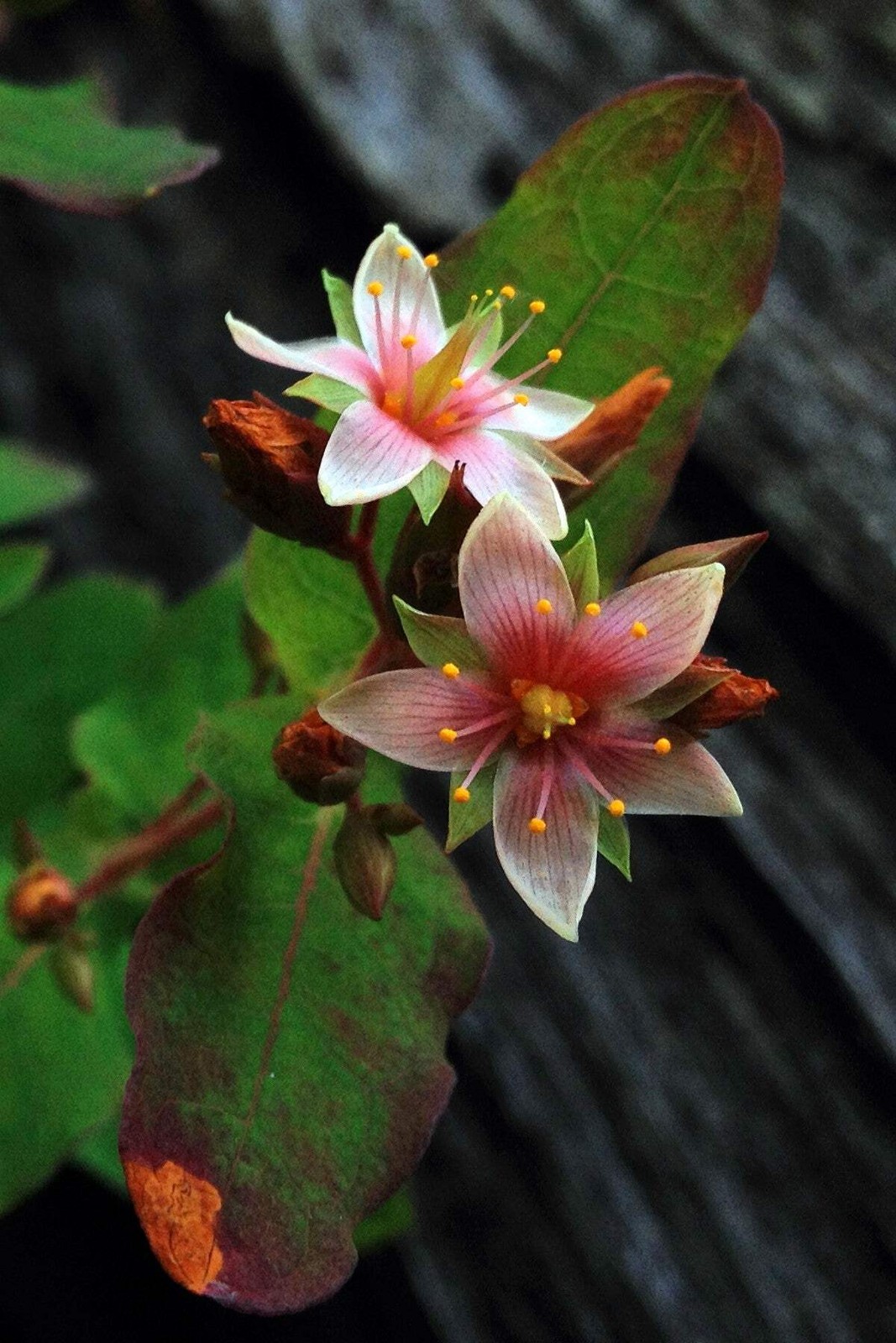 50 MARSH SAINT JOHN’S WORT Hypericum Virginicum Pink Mauve Flower Seeds *CombS/H