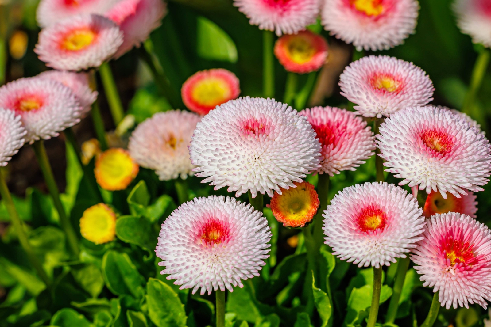 100 STRAWBERRIES & CREAM ENGLISH DAISY Bellis Perennis Flower Seeds *Comb S/H