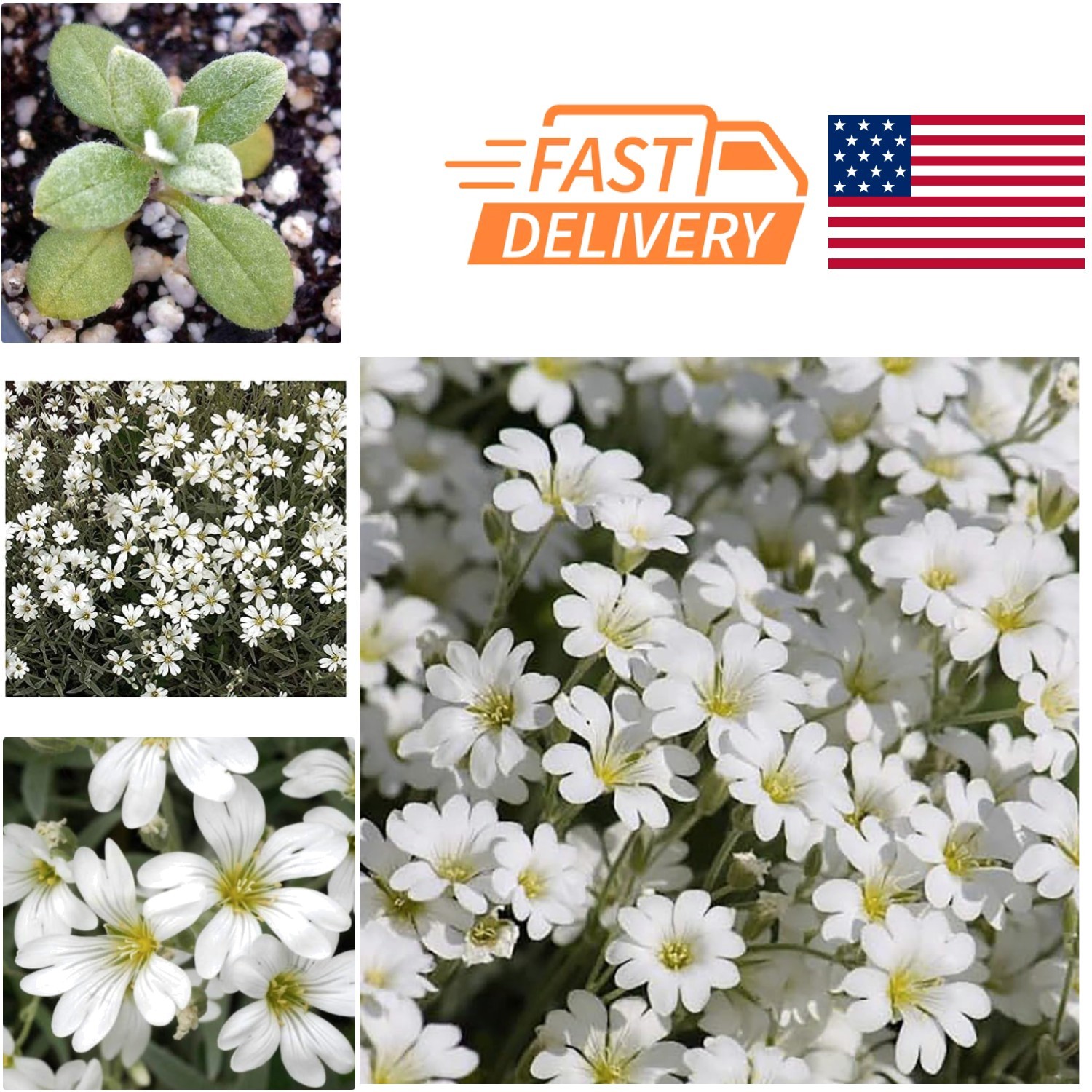 Perennial Snow in Summer Seeds 3500 Count Perfect for Dry Conditions Outdoor