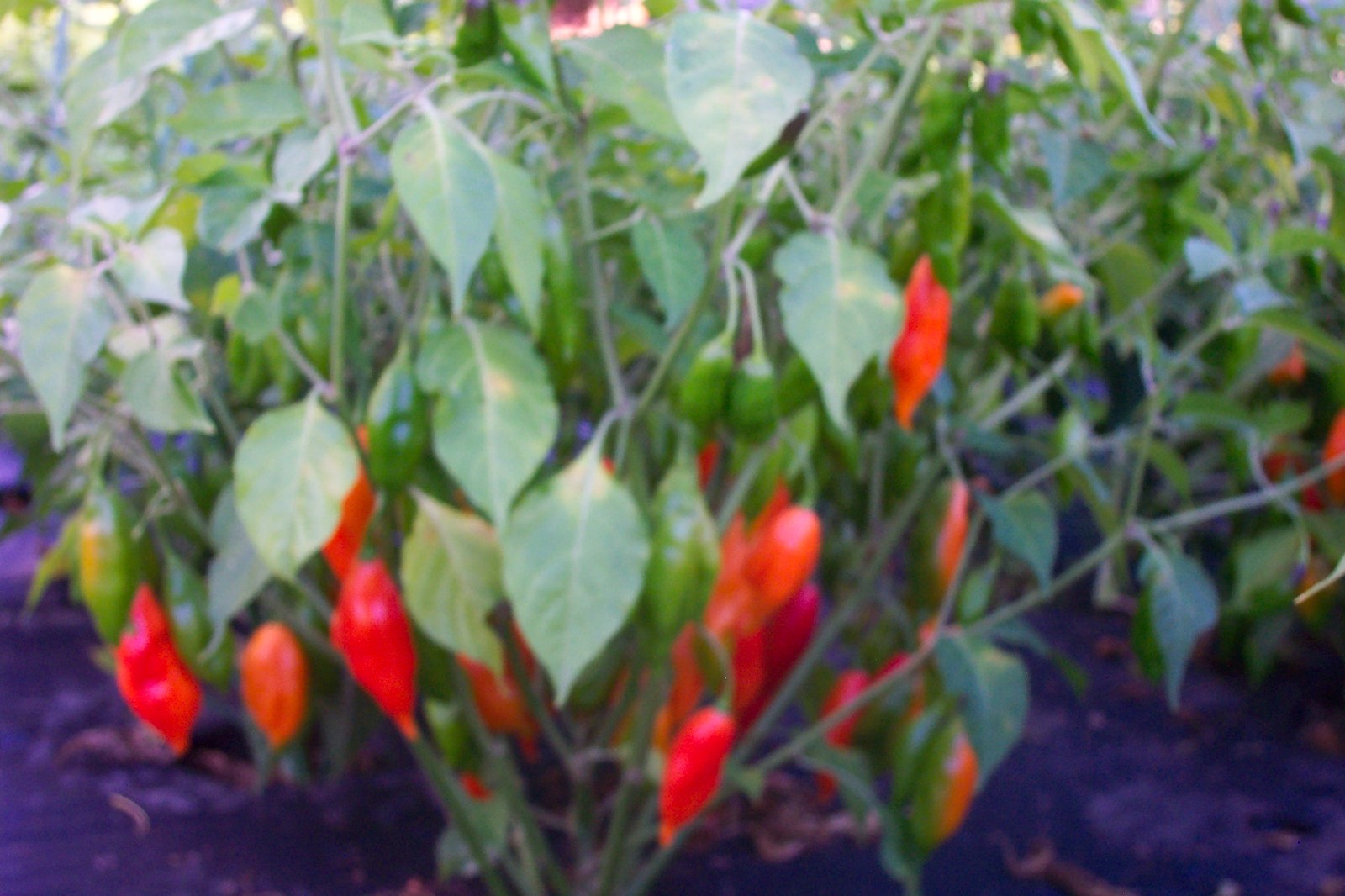 Ghost Bhut Jolokia Organic Seeds – Habanero – Very Large Red – Pkg 5+ – Ltd Qty