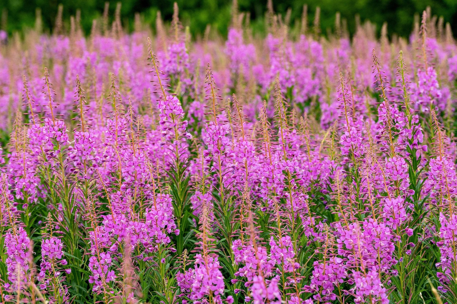 300 FIREWEED / ROSEBAY (Great Willowherb) Epilobium Angustifolium Flower Seeds
