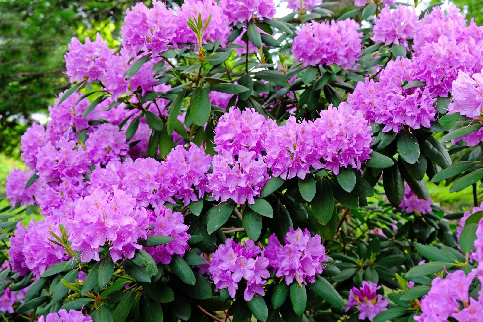 50 Rosebay RHODODENDRON Maximum White Pink Laurel Bush Shrub Flower Seeds