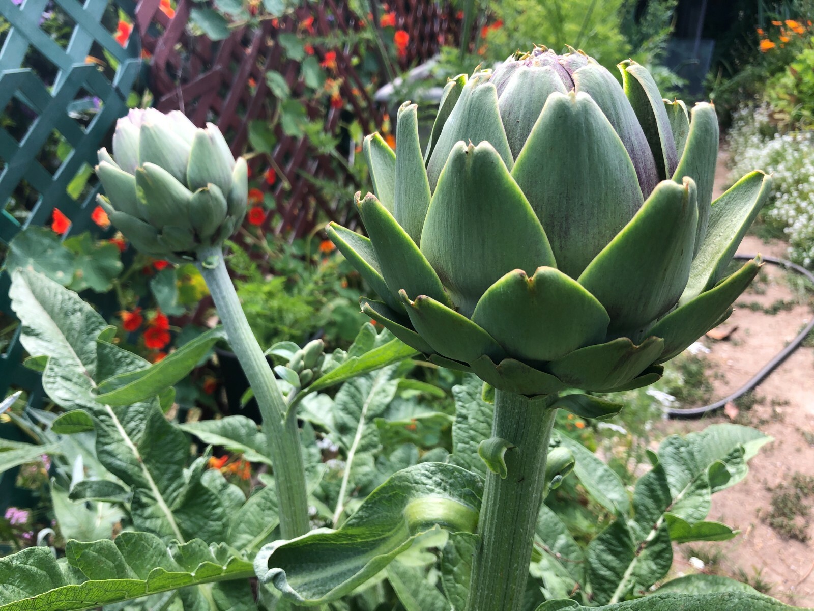 50+ Globe Artichoke Seeds Organically Grown USA Heirloom Non-GMO Packed For 2021