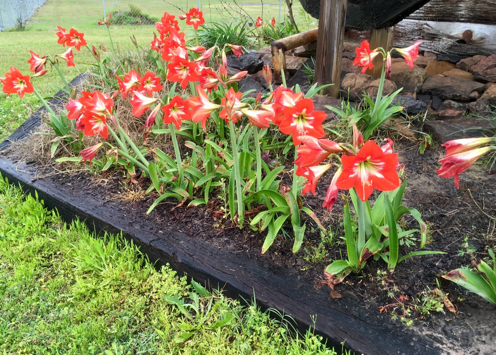 4 bulbs – Hardy Amaryllis, Hippeastrum x johnsonii, St. Joseph’s Lily, TX Grown
