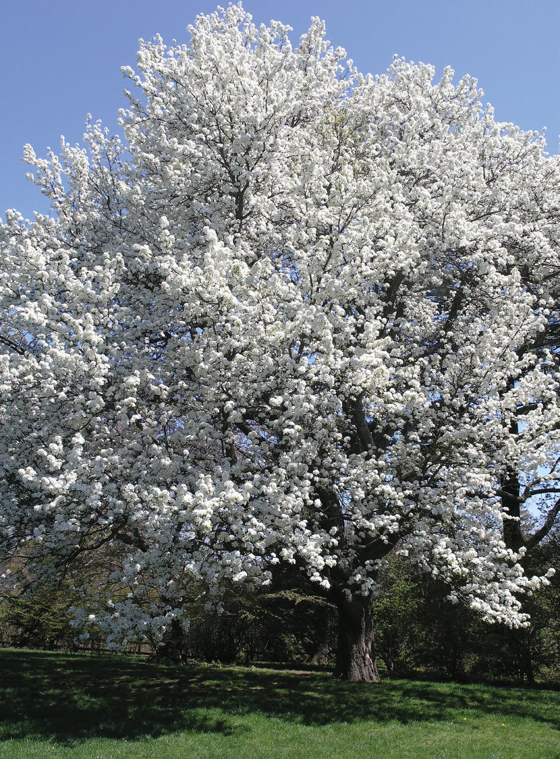 Asian Pear Tree | Premium Seeds | Pyrus pyrifolia ‘Fall’ | Plants’®
