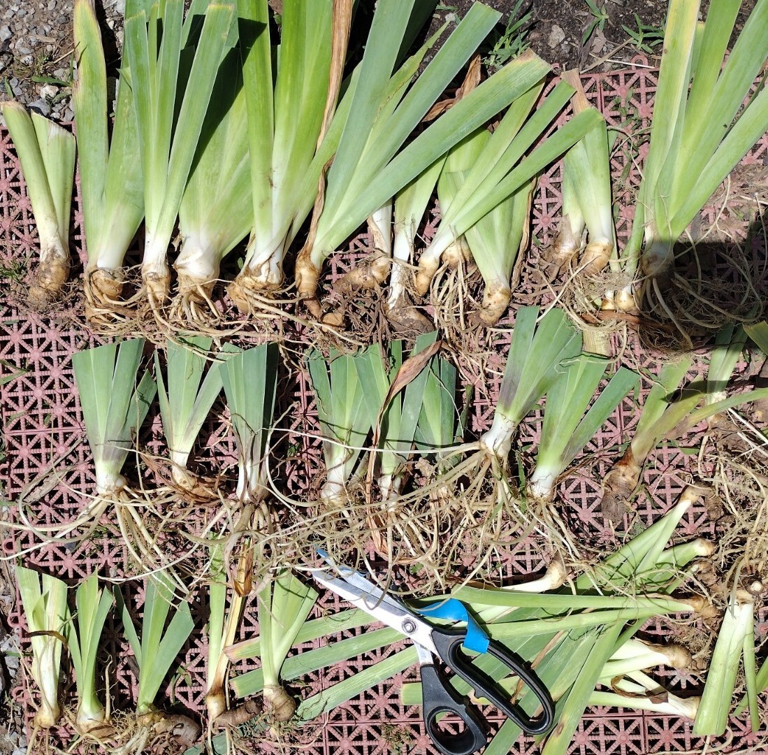 15 Iris Fresh Bearded Iris Rhizomes Mixed Varieties