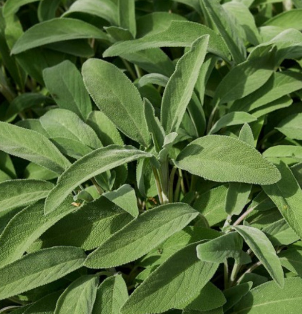Sage BROADLEAF Common Perennial Seasoning Teas Antioxidant Non-GMO 100 Seeds