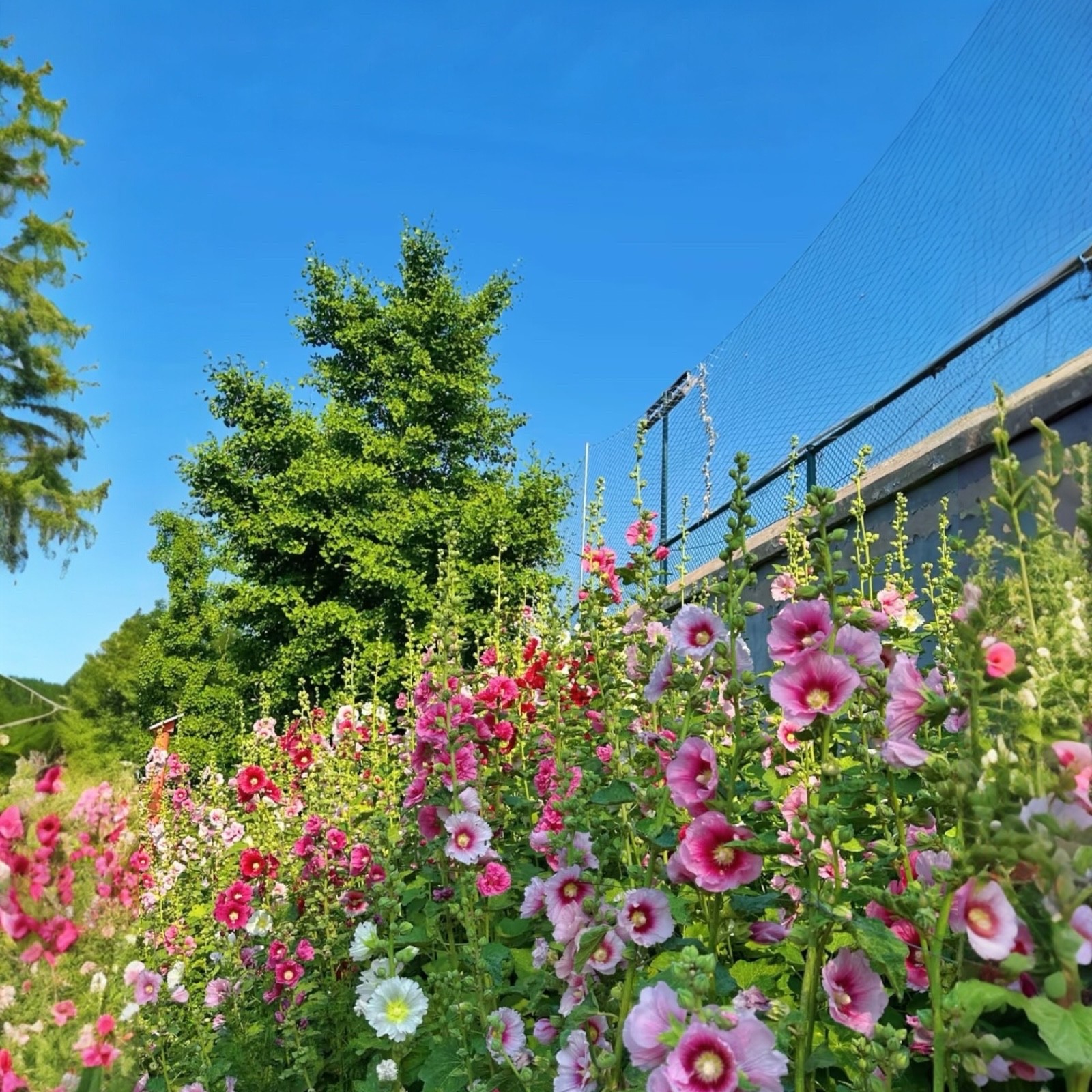 50pcs hollyhock seeds white pink red free shipping