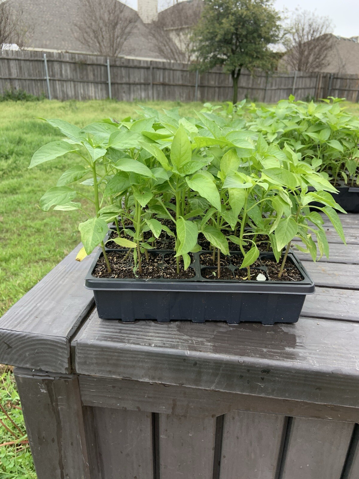 Hatch Sandia Chili Pepper Seeds, NuMex, Hot Green Chile, Ristra, FREE SHIPPING