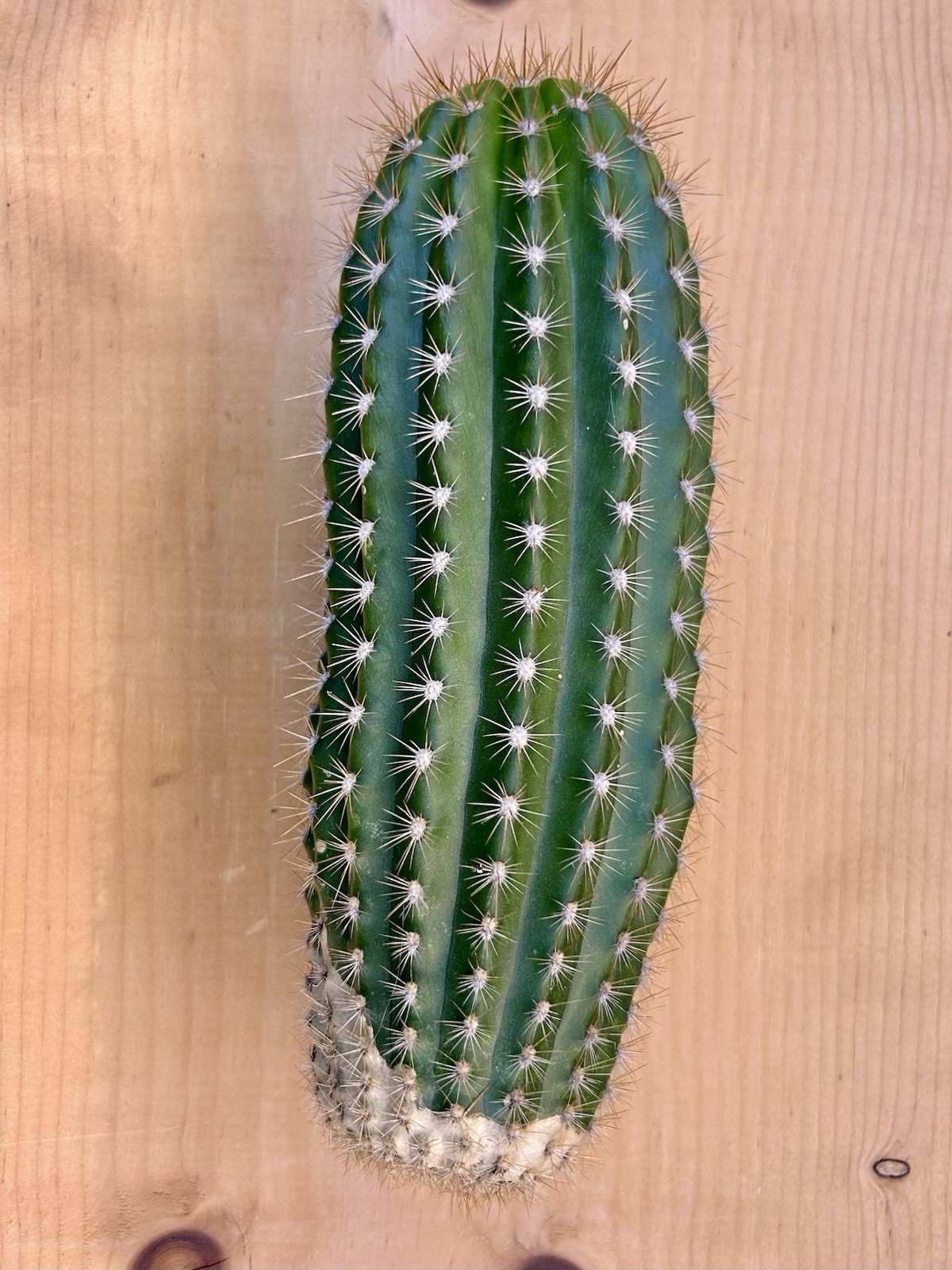 Echinopsis Hybrid ‘Flying Saucer’ Cactus Cutting 9” Fully Cured, Plant #1