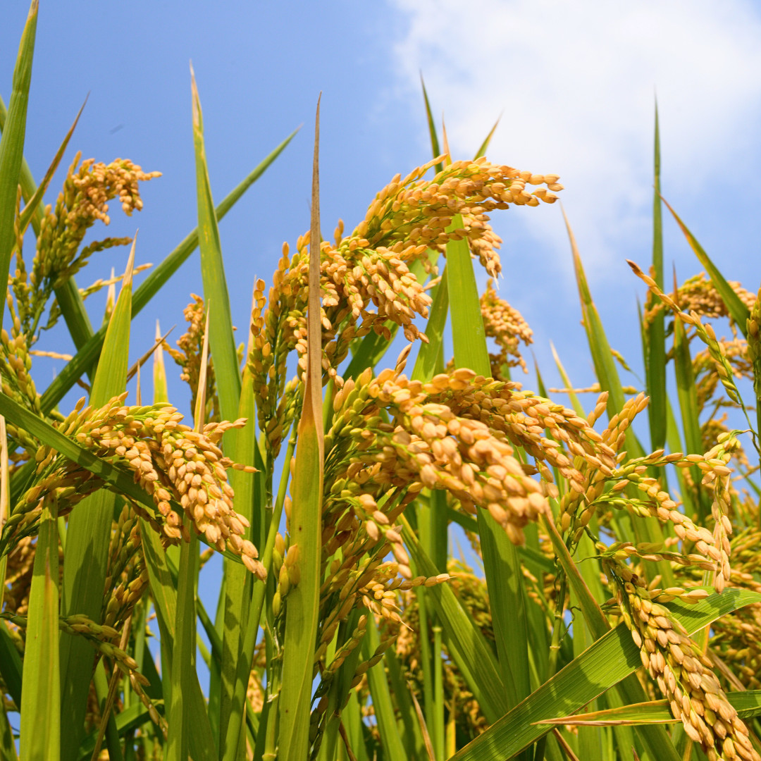 Fresh Yukihikari Rice Plant Seeds | Brown Rice | Heirloom Non-GMO | Grain Seeds