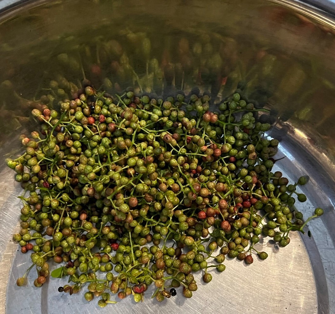 Live Plant Sichuan pepper seedling tree (Zanthoxylum Simulans, 2-3″) – No Pot