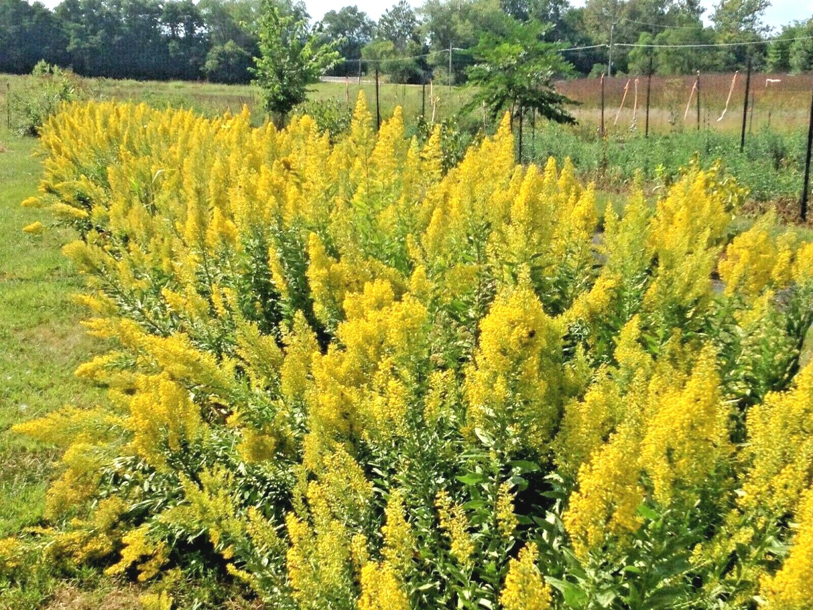 101+SHOWY GOLDENROD Seeds Perennial Native Wildflower Pollinators Autumn Flowers