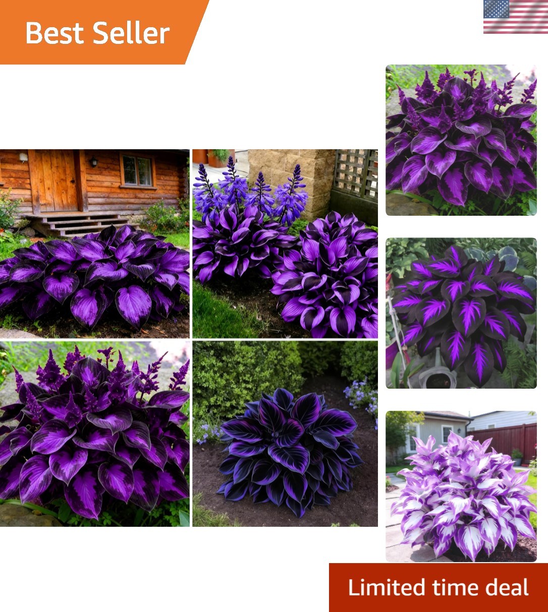 Diverse Rare Hosta Seeds for Planting – 200+pcs Fragrant Perennials for Shade