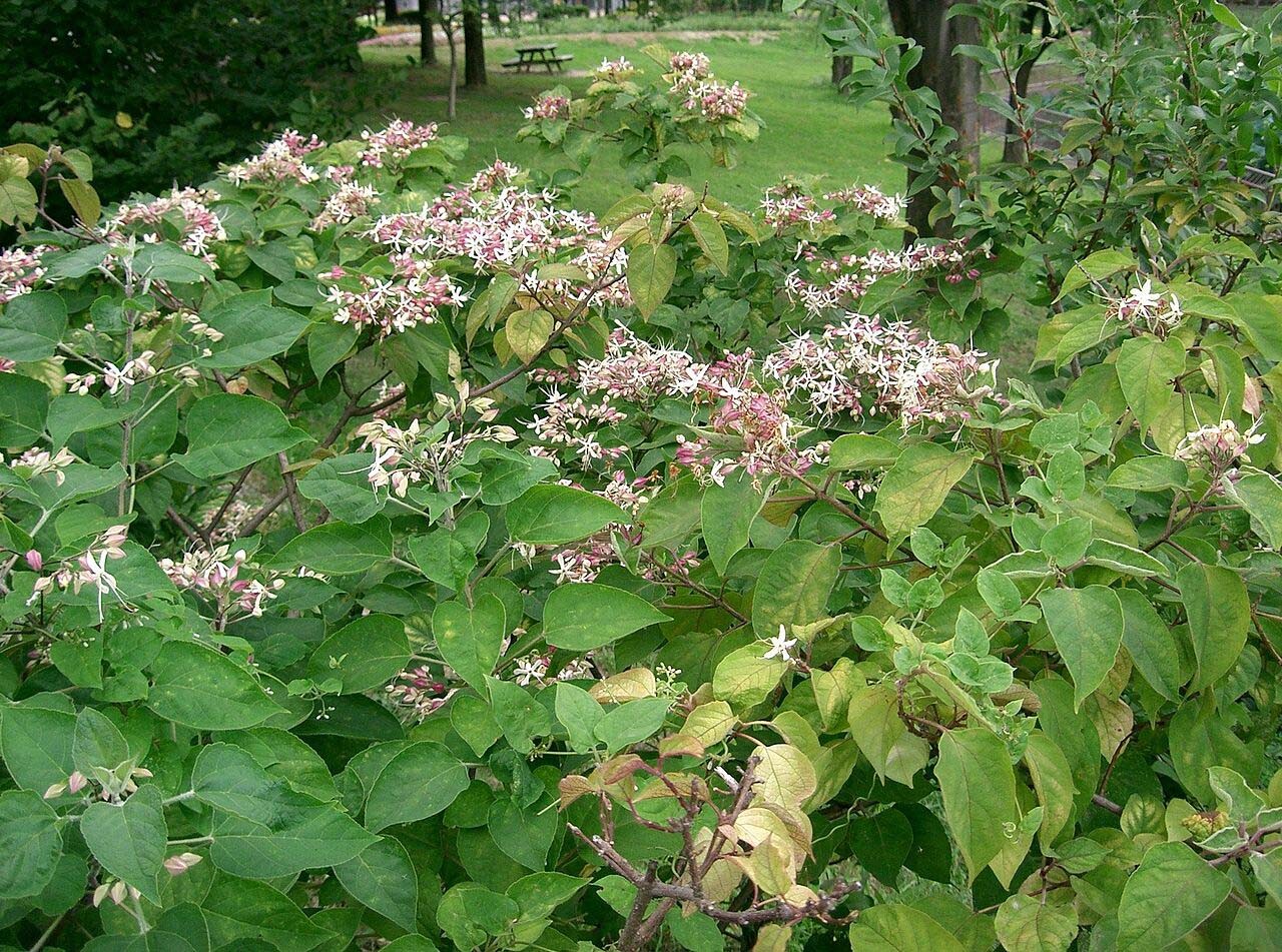 Harlequin Glorybower, Clerodendron trichotomum, Tree Seeds