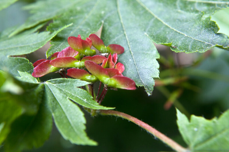 Korean Maple, Acer pseudosieboldianum, Tree Seeds