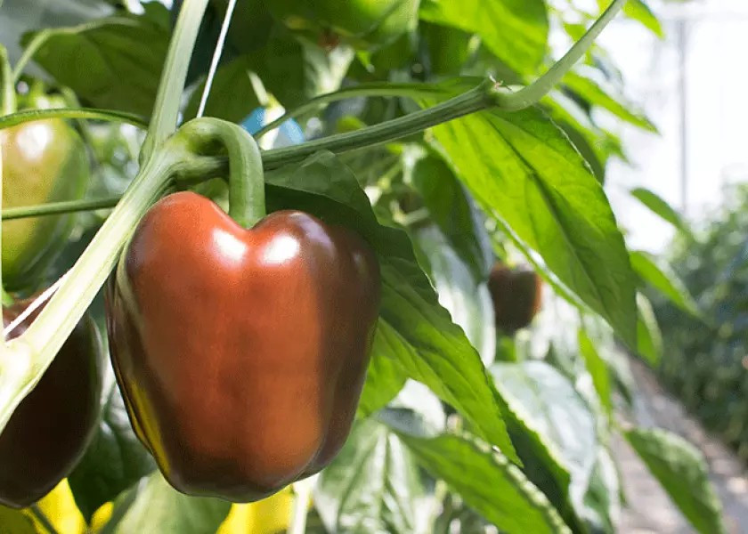 100+ CHOCOLATE BELL PEPPER SEEDS — SWEET —- HEAIRLOOM — ORGANIC — NON GMO