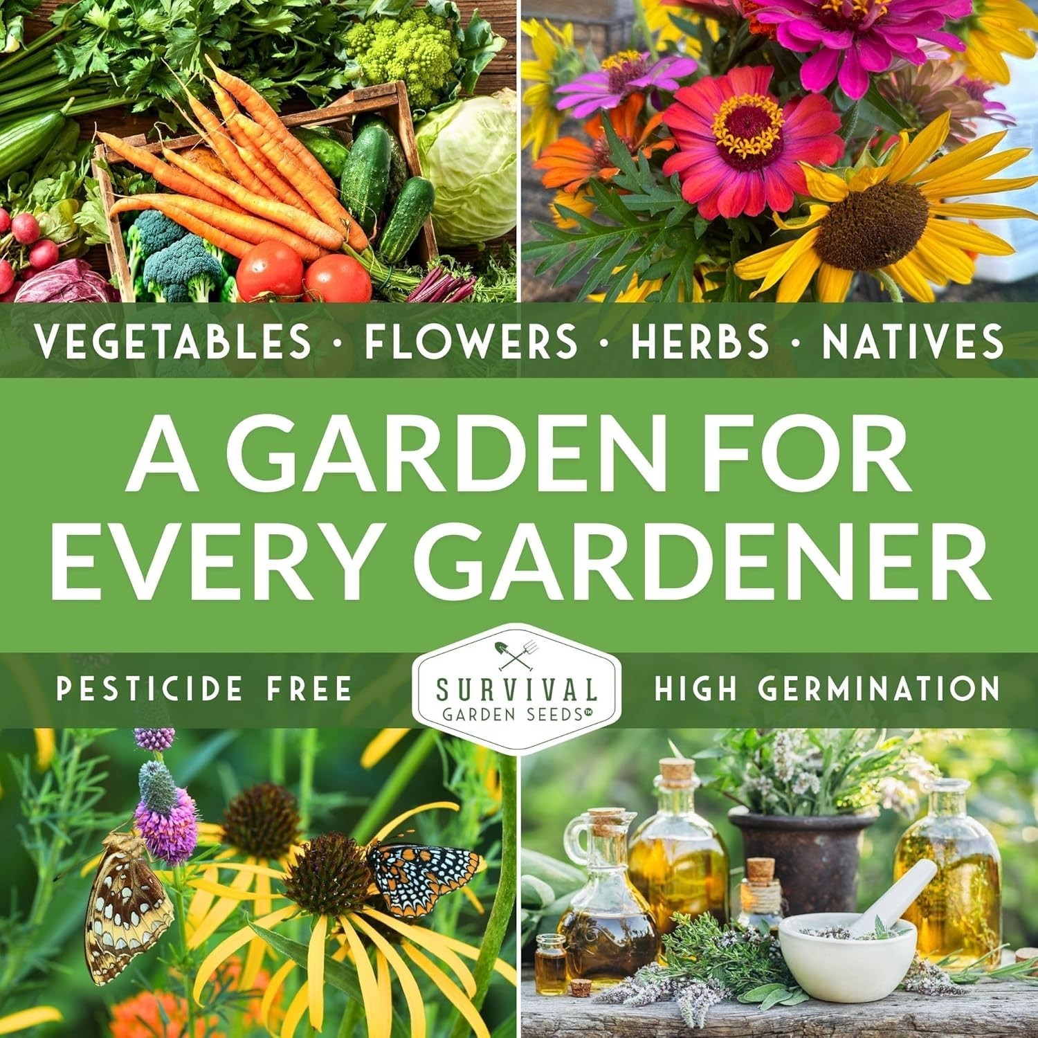 Heirloom Chocolate Cherry Sunflower Seeds | Low Maintenance, High Impact Blooms