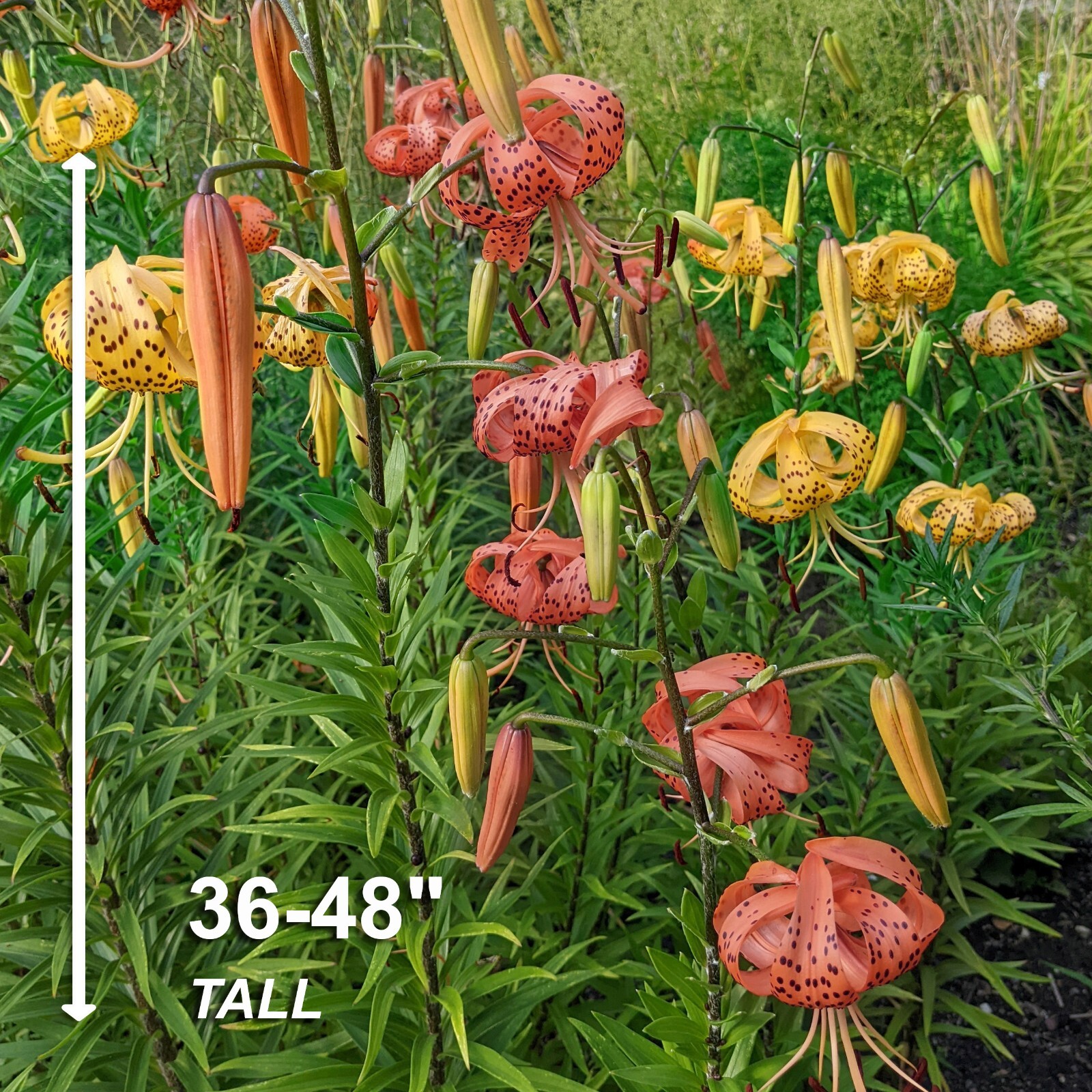 Garden State Bulb Twinkle Tiger Lily Mixed Flower Bulbs, 14/16cm, Spring