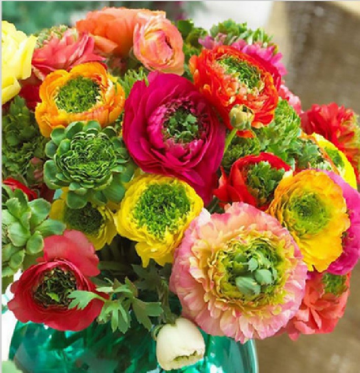 10 Mixed Ranunculus Bulbs (‘Claws’) Zone 8-10
