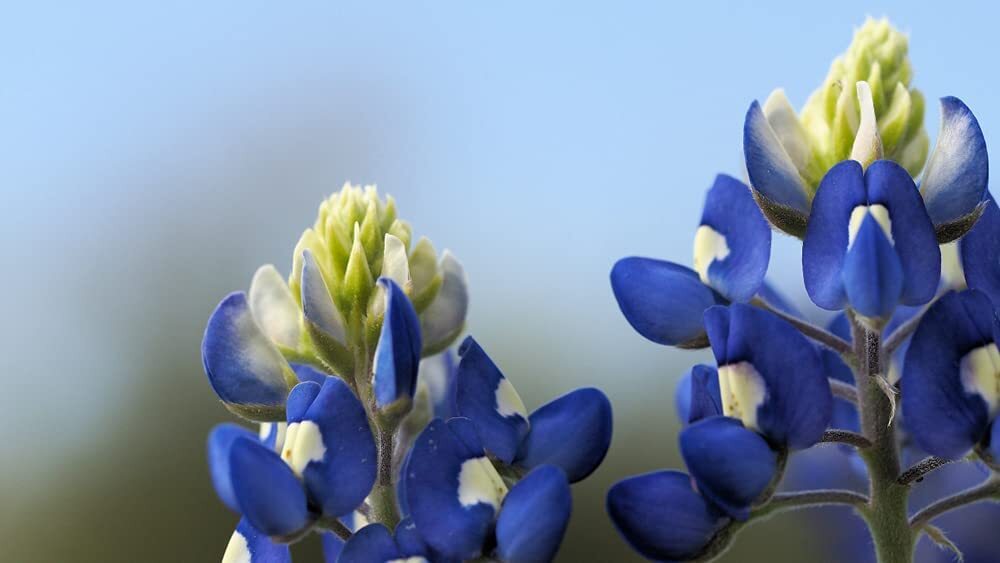 Texas Bluebonnet Wildflower Seeds for Planting – 250+ Seeds – Vibrant Blue Wildf