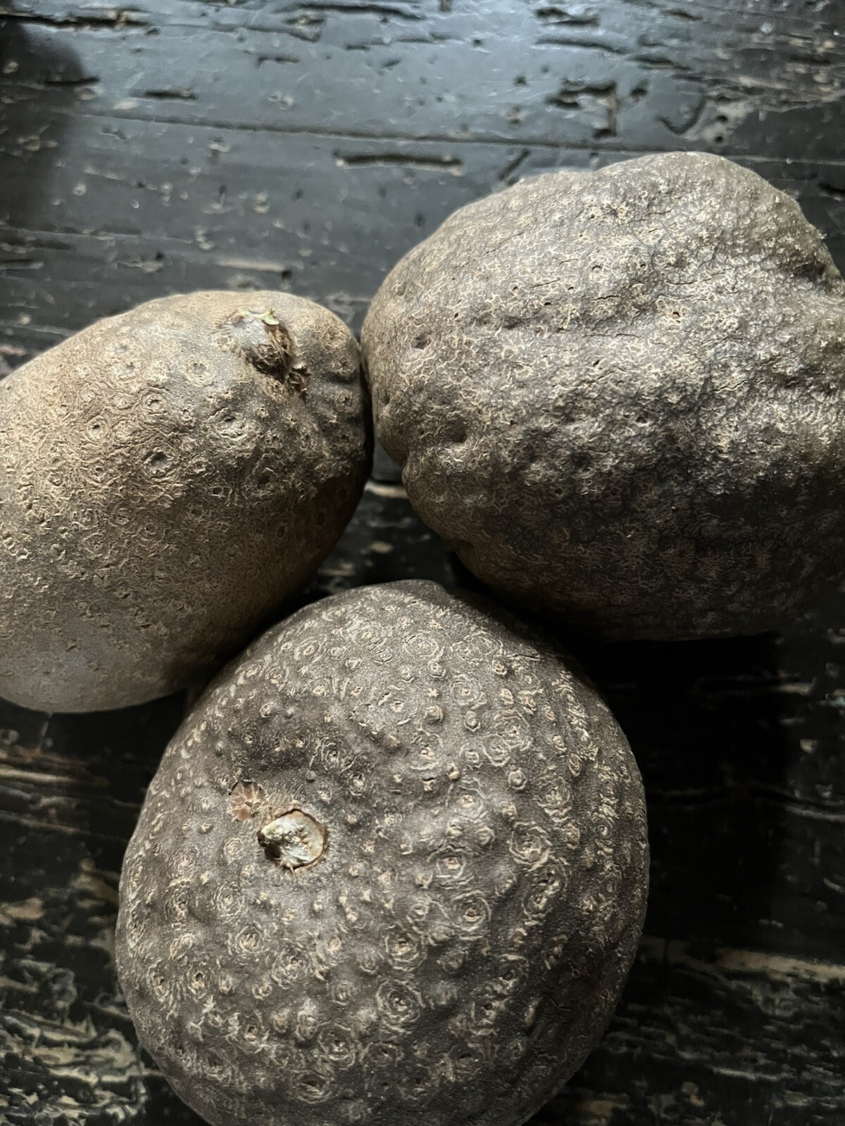 Air Potato Plant Bulb DIOSCOREA BULBIFERA Bulbs Plants (1PC) XL Bulb + Gift Seed