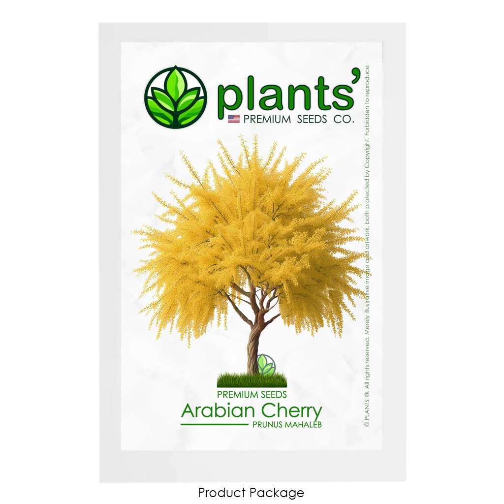 Arabian Cherry Tree | Premium Seeds | Prunus mahaleb ‘Fall’ | Plants’®