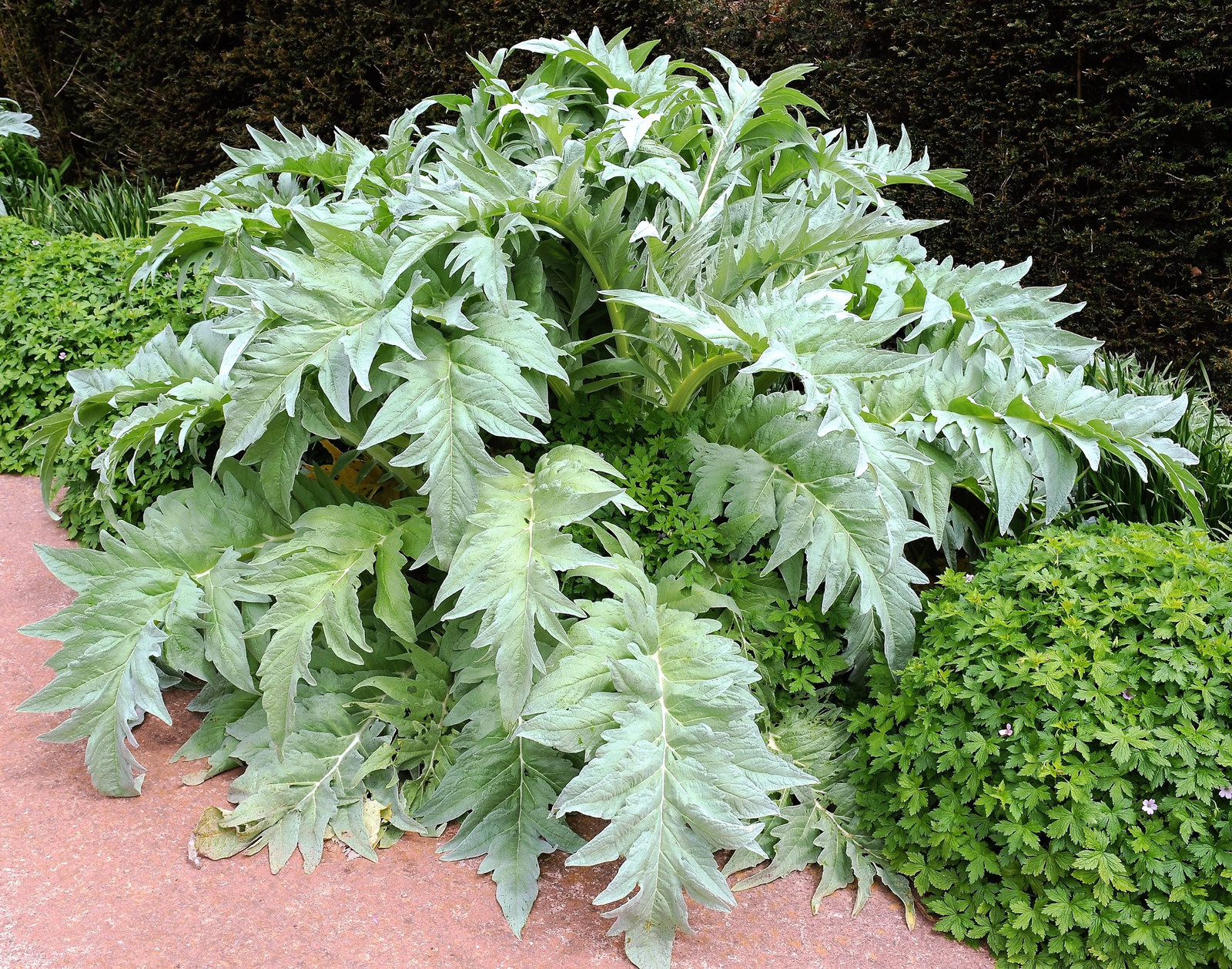 25 CARDOON Cynara Cardunculus Artichoke Thistle Perennial Edible Vegetable Seeds
