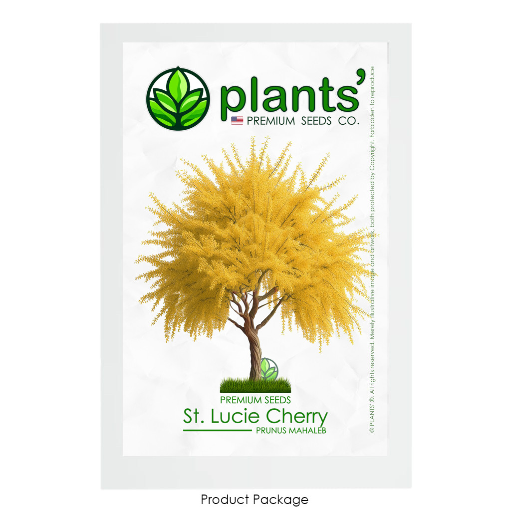 St. Lucie Cherry Tree | Premium Seeds | Prunus mahaleb ‘Fall’ | Plants’®