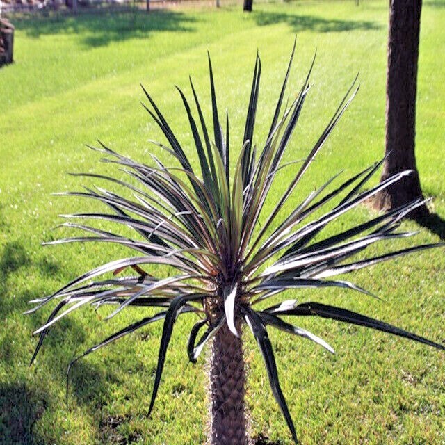 RARE (Pachypodium geayi) MADAGASCAR PALM TREE SEEDS Succulent Cacti Cactus Plant