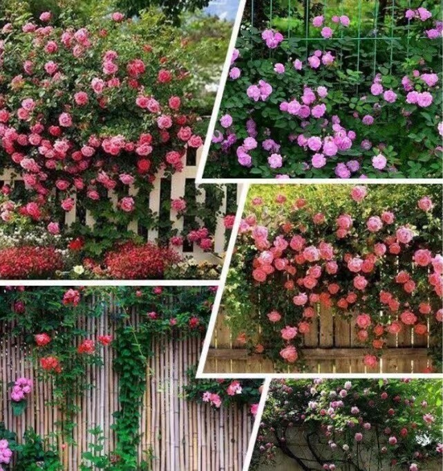 25 CLIMBING ROSE SEEDS Garden Plant Flower rare exotic USA seller FREE shipping