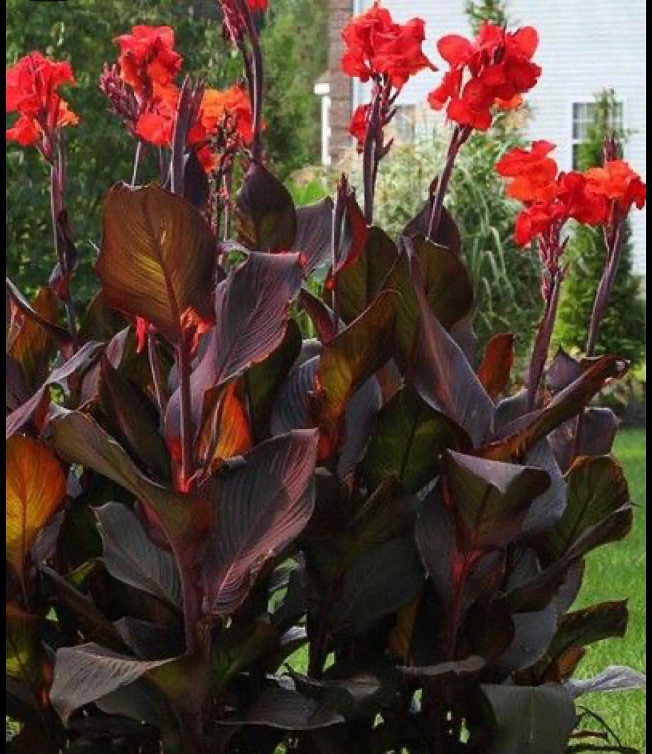 Canna Lily Bulbs Mature Random Choice Sent USA Grown 5 Smaller Size bulbs