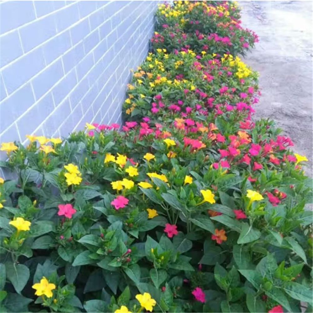 20 EXOTIC RARE JASMINE SEEDS for garden flower plant bush USA SELLER USPS