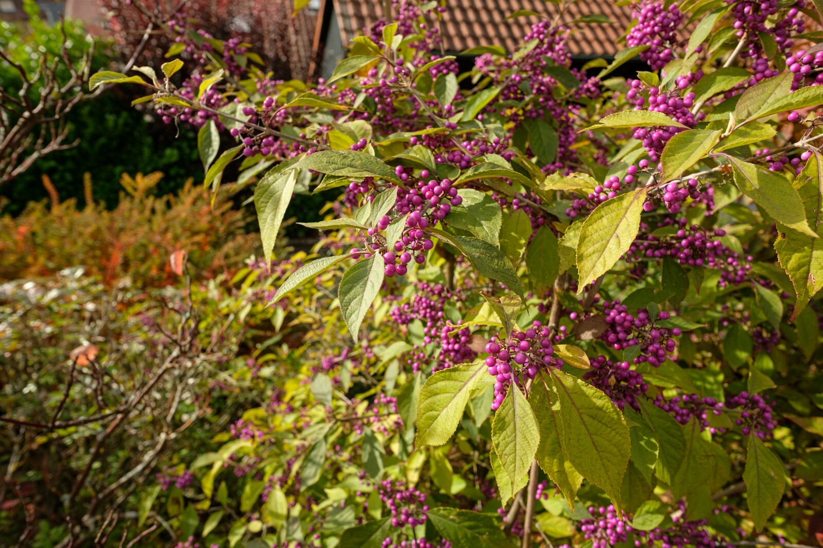 American Beautyberry Perennial {Callicarpa americana} 30+seeds FREE SHIPPING!