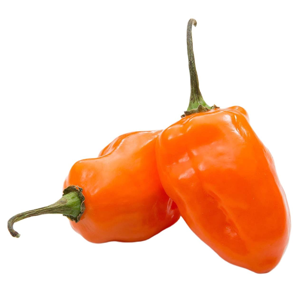 Orange Habanero Pepper Blend 30 Seeds Red, Orange, yellow Free Shipping!
