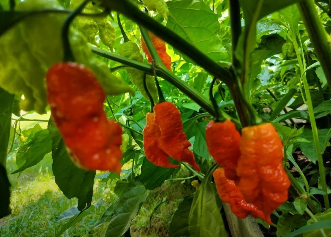 SUPERHOT!- Variety Pack – Over 200! Seeds – One Dozen Different Hot Varieties.