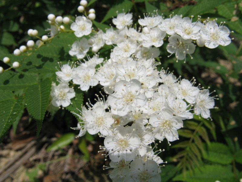 Rowan, (European Mountain Ash), Sorbus aucuparia, Tree Seeds (Fast, Fall Color)