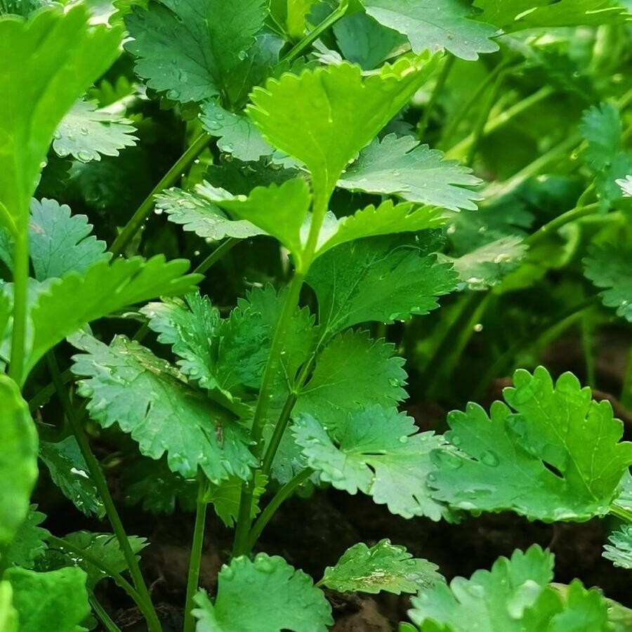 Cilantro -Atlas Aroma