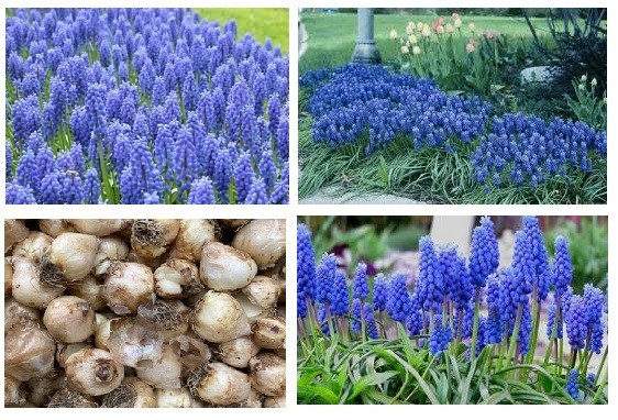 6 Blue Muscari bulbs (Grape Hyacinth) **Spring Planting