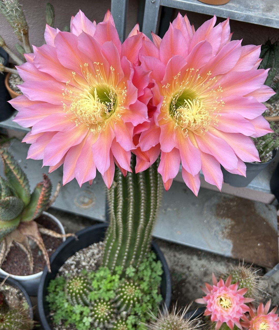9 Inch Echinopsis Hybrid ‘Flying Saucer’ Cutting Fully Cured Ready To Plant #2